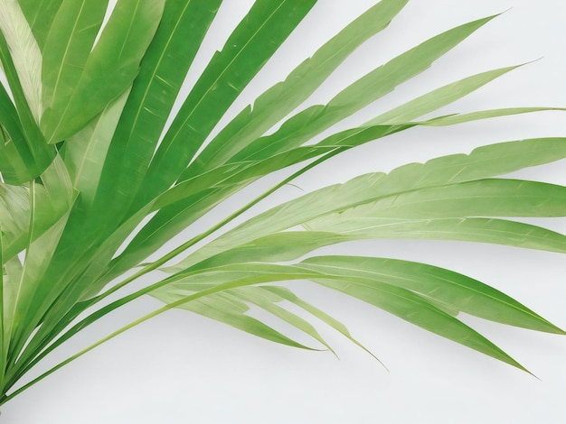 Palm leaves on a white background ai generated
