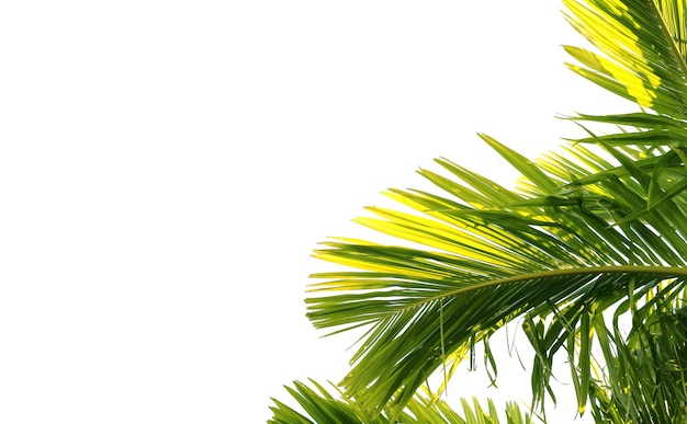 Photo palm leaves on white background