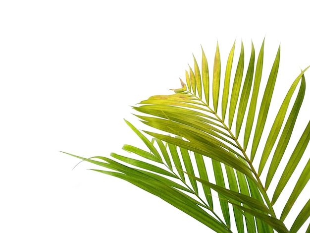 palm leaves on white background