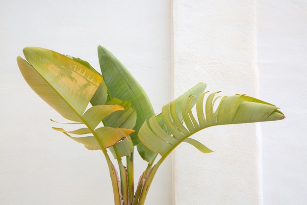 Palm Leaves on White Wall