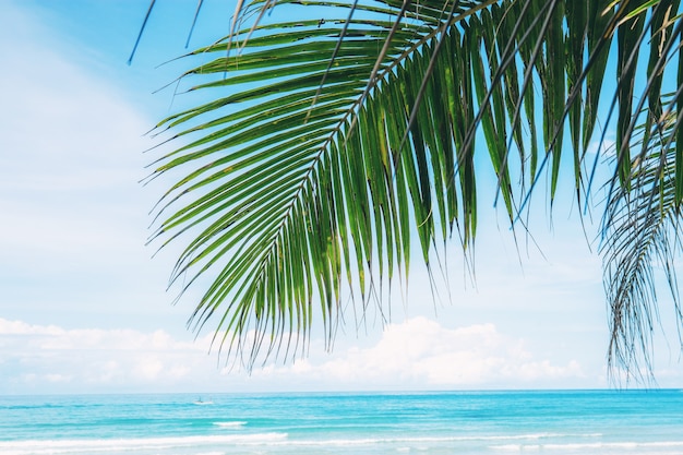 Palm leaves with the sky at sea.