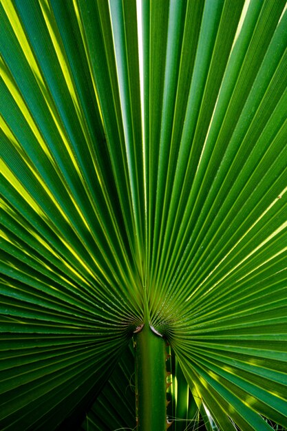 Photo palm leaves