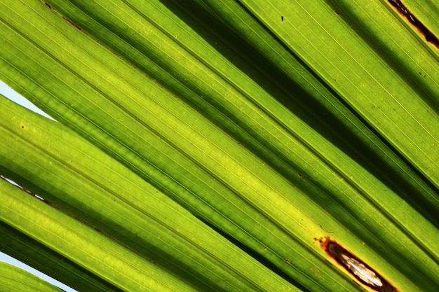 пальмовые листья