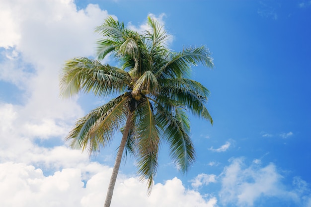 Palm met blauwe hemel bij zonlicht.