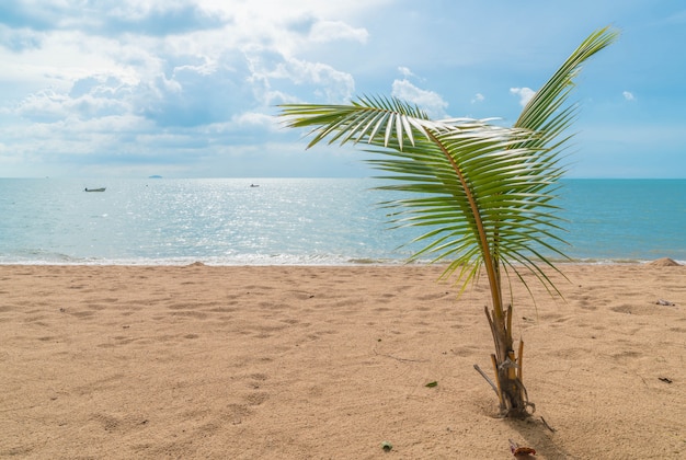 palm met leeg strand