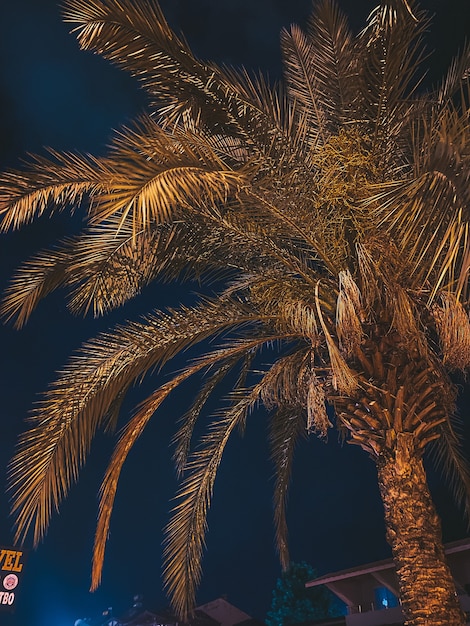 Palm and night sky