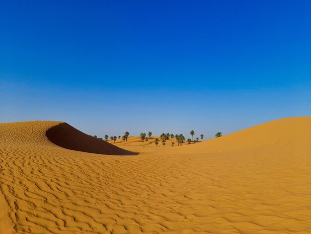 Palm oasis between sand dunes