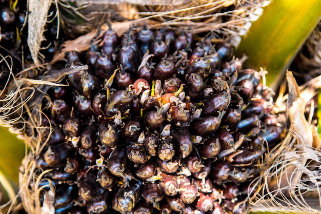 Palm Oil Fruits on a tree at Thailand.