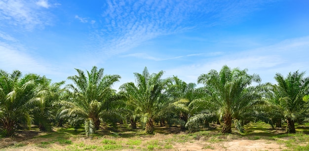 Photo palm oil plantation growing up with blue sky background.