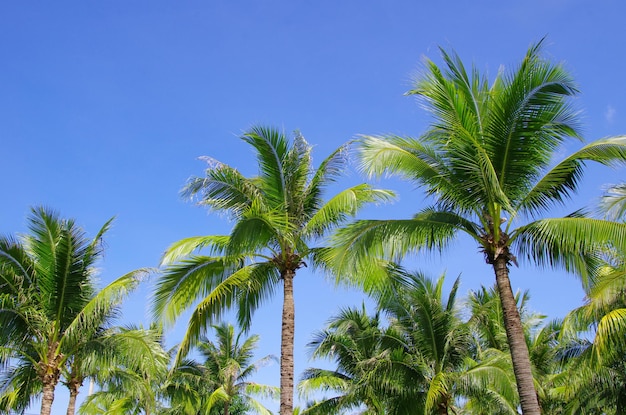 Palm op blauwe hemel