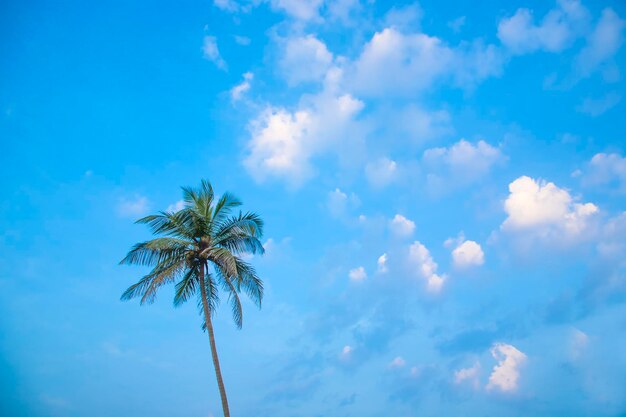 Palm op de achtergrond op de lucht en de wolken