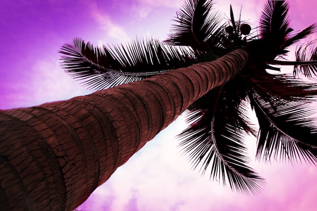 Palm op de schoonheidshemel backgorund