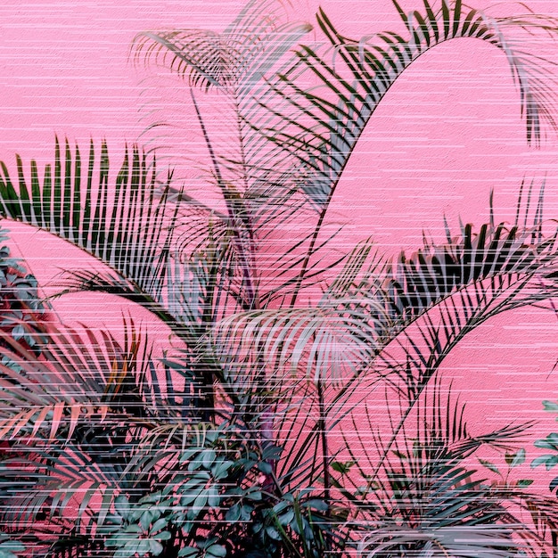 Palm op een roze. Planten op roze concept. Modieus minimaal ontwerp