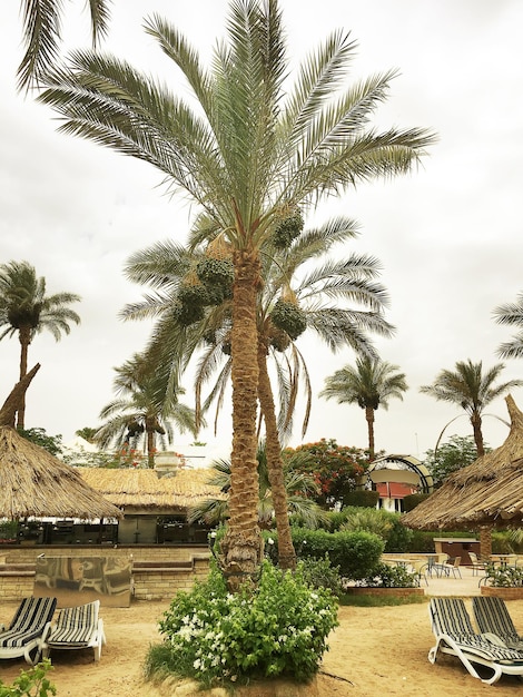 Palm op het zeestrand