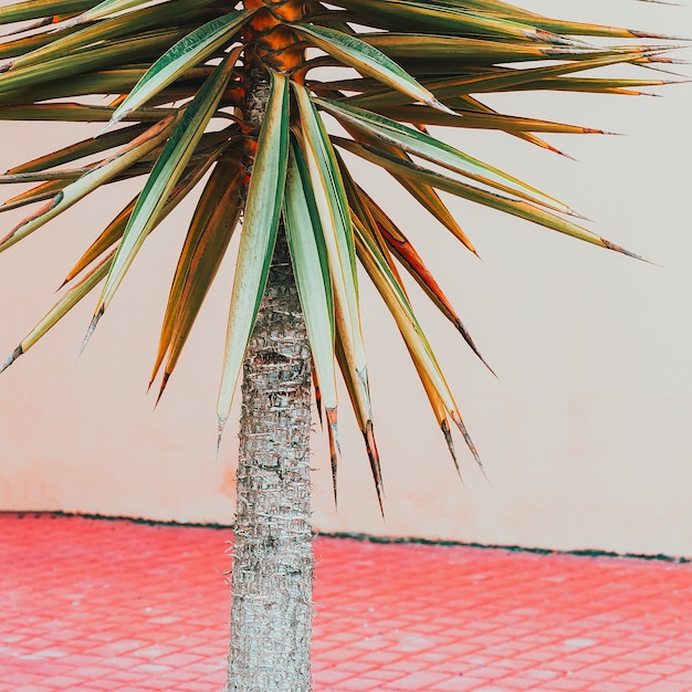 Foto palm op roze muur. planten op roze mode concept. locatie canarische eilanden