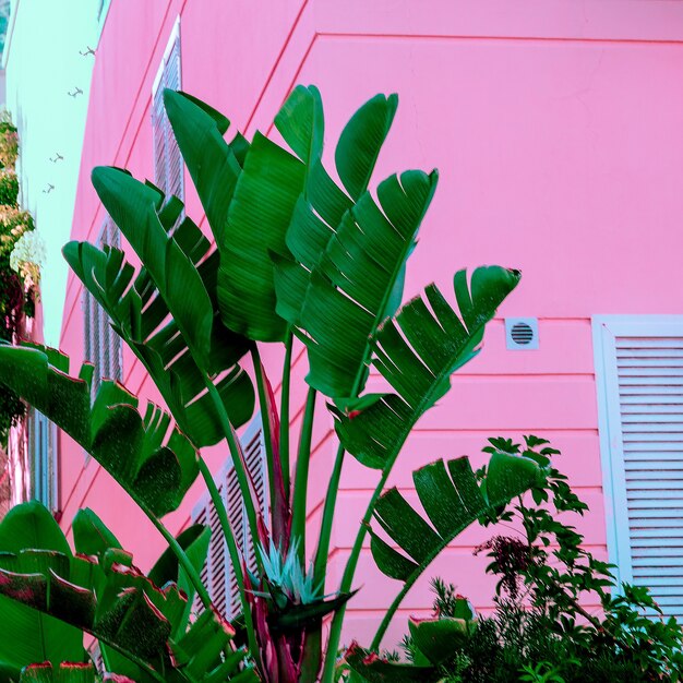 Palm op roze. Stedelijke tropische vibes