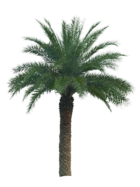 Palm op witte achtergrond