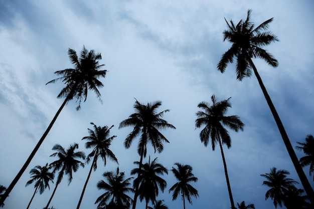 Foto palm op zee met hemel