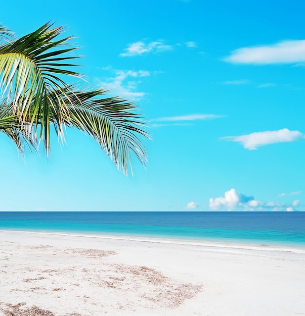 Palm in a paradise beach in Sardinia