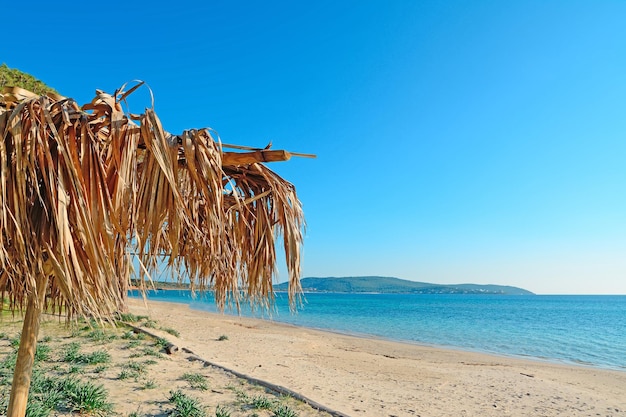 Palm parasol in Mugoni beach Sardinia