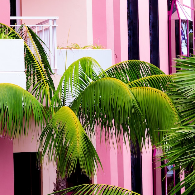 ピンクの場所に手のひら。ピンクのコンセプトの植物。ファッションビーチの雰囲気