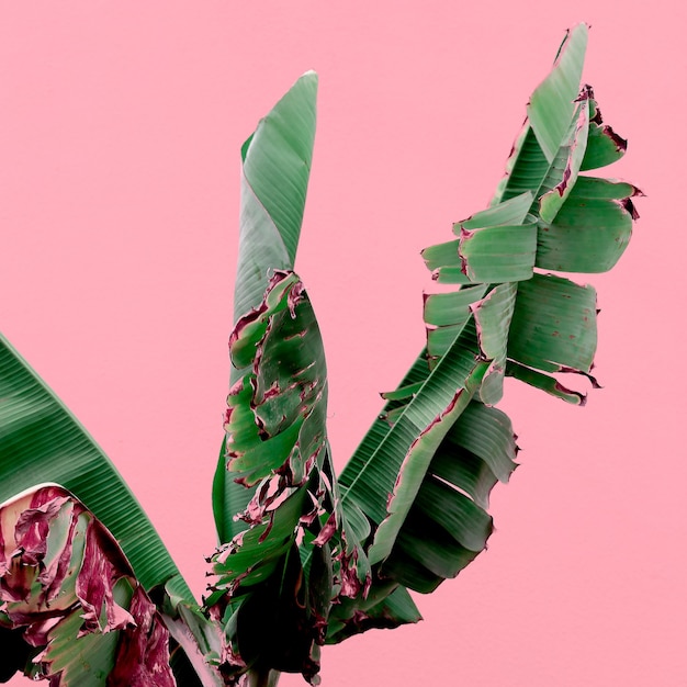 Palm on pink wall. Plants on pink concept  Canary island