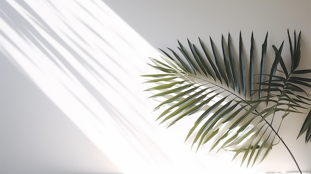 palm plant in studio interior white background wall Transparent blurry shadow of tropical leaves