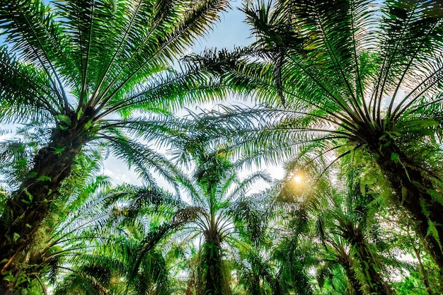 Palm plantation. Trees with large leaves on a clear sky background