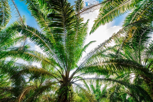 Palm plantation trees with large leaves on a clear sky background