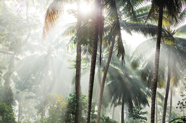 Piantagione di palme sull'isola tropicale