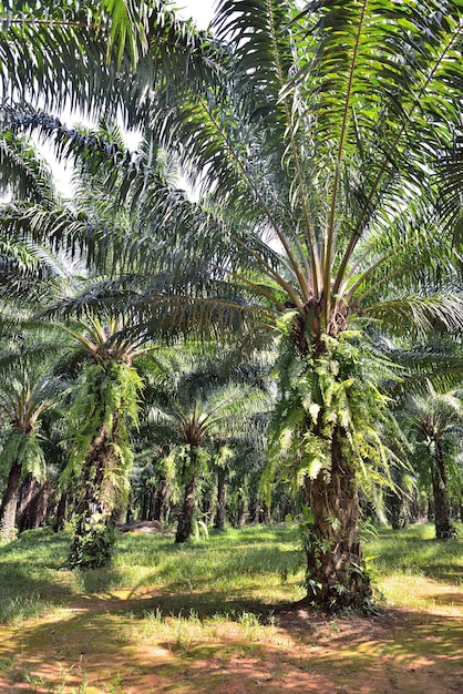 Foto piantagione di palme