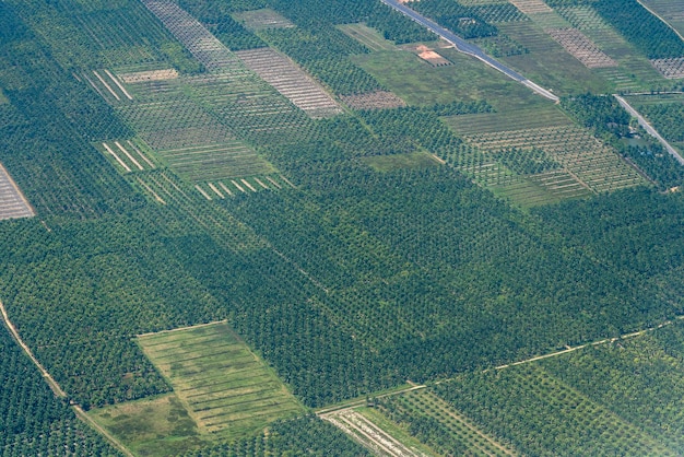 비행기 창 자연 배경에서 보기 태국의 야자 농장
