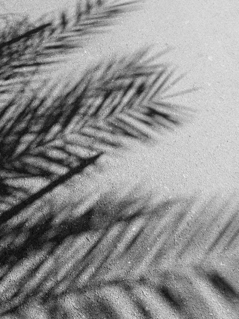 Photo palm shadow on sandy beach texture monochrome