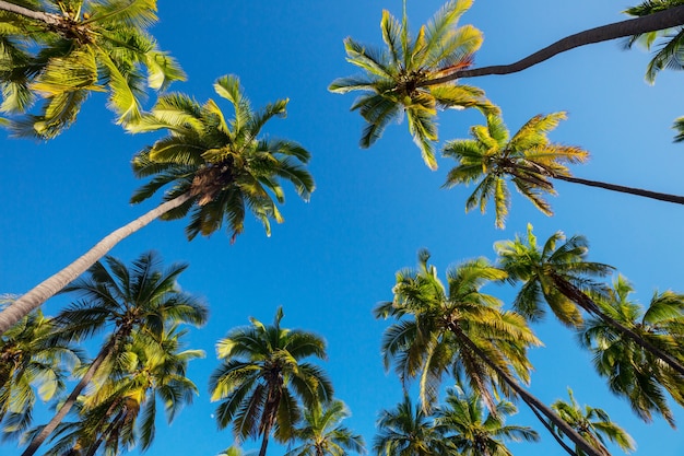 Ombra di palme sulla spiaggia sabbiosa