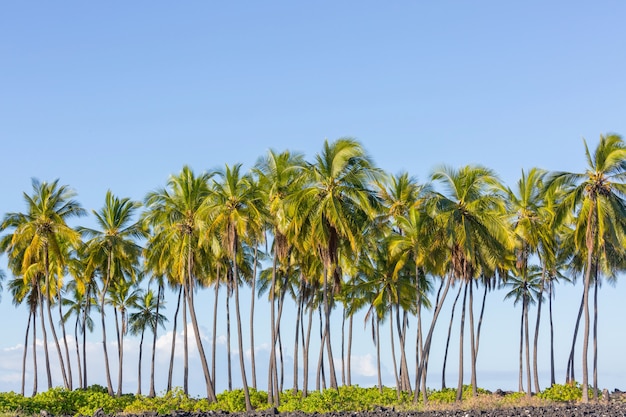 Palm shadow on the sandy beach