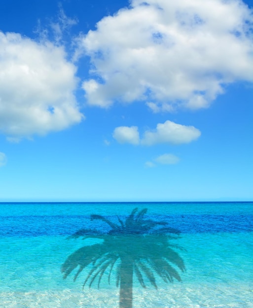 Palm shadows in a blue sea
