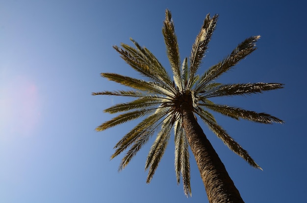 Palm and sky