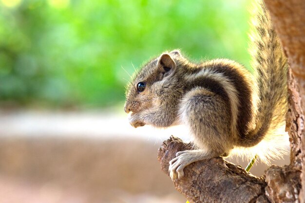 Palm Squirrel or Rodent or also known as the chipmunk sitting on the tree trunk in blurry background