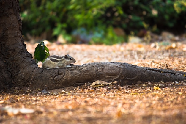 Palm Squirrel or Rodent or also known as the chipmunk standing firmly on the tree trunk