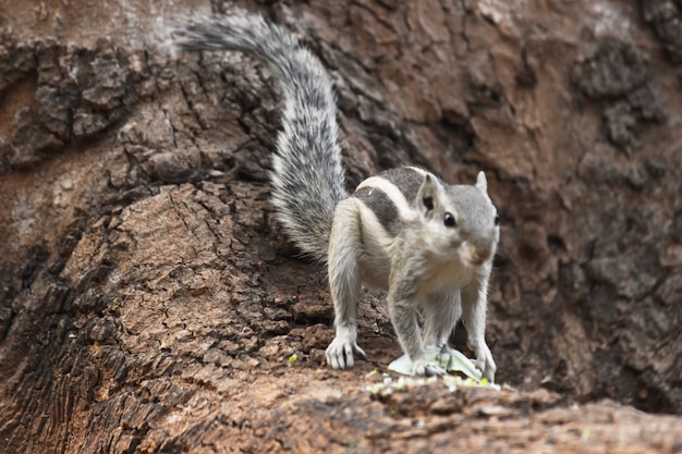 Palm Squirrel or Rodent or also known as the chipmunk standing firmly on the tree trunk