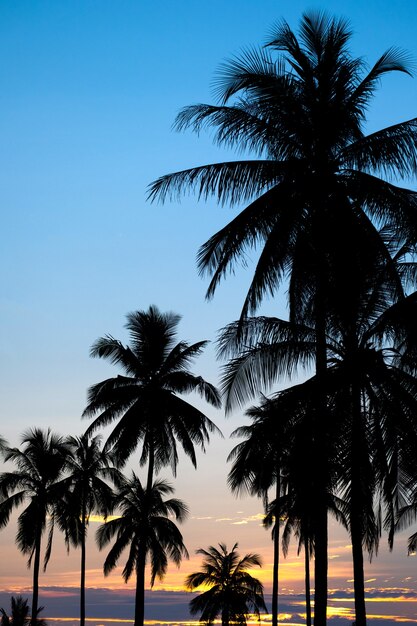 Palm sunset