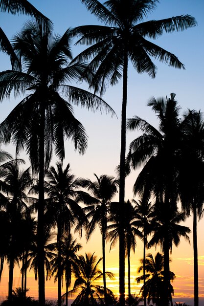 Palm sunset