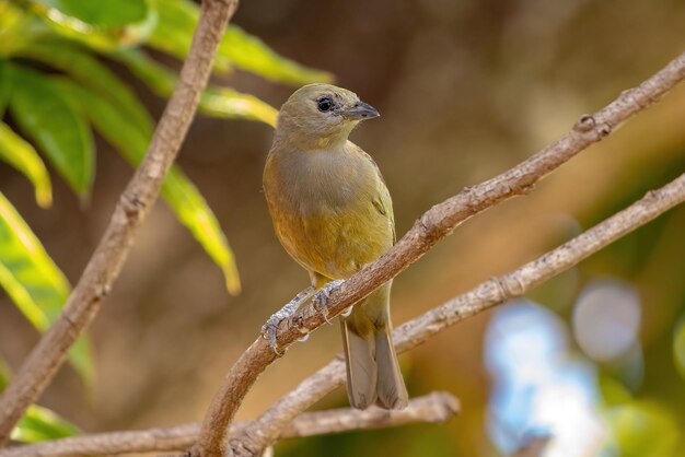 Palm Tanager Bird of the species Thraupis palmarum