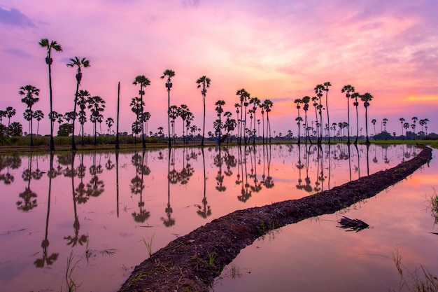 Palm tijdens zonsopgangtijd