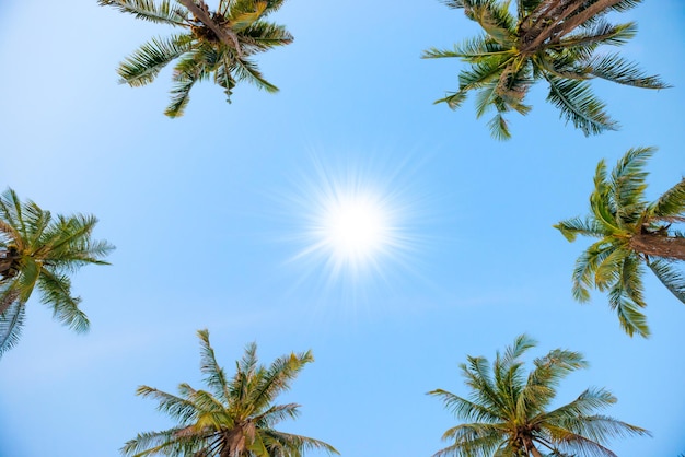 Palm top trees with sun on blue sky