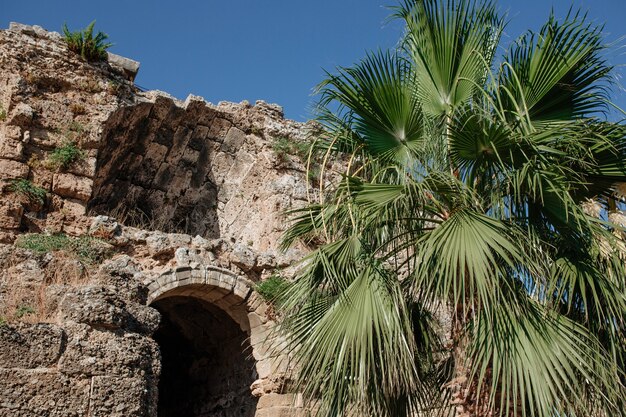 何世紀にもわたって破壊された古い古代ギリシャの建物を背景にしたヤシの木