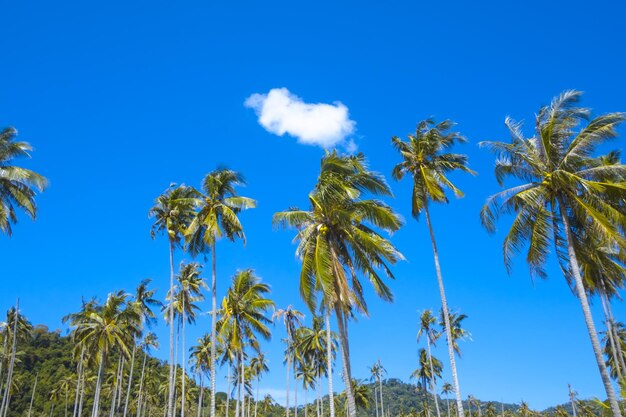 Photo palm tree against blue sky and white clouds sunny day