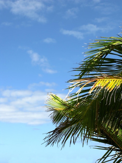 Palm tree against a blue sky with light clouds and copyspace below of a coconut tree with leaves shining under the sun in cool breeze on a tropical exotic island holiday vacation or overseas resort