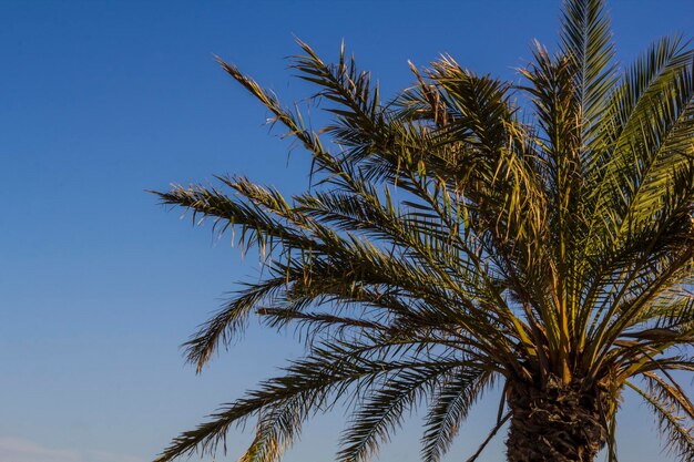 Photo palm tree against blue sky