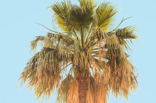 Photo palm tree against the blue sky.